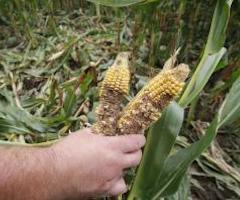 Crecen los ataques de jabalí a las fincas de maíz a punto de iniciarse su cosecha